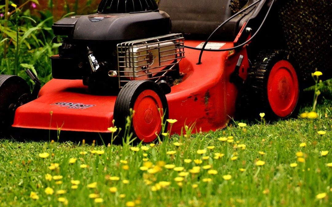 7 Essential Summer Lawn Care Tips