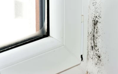 8 Ways to Prevent Mold Growth: Tips for a Healthy Home